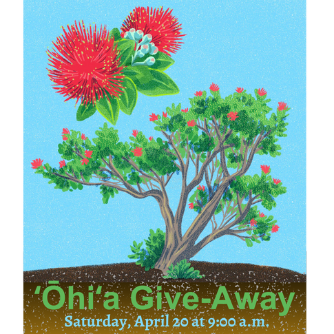 'Ōhi'a lehua day Archives - Kauai Invasive Species Committee (KISC)